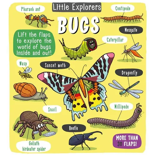 Little Explorers: Bugs - Hardcover