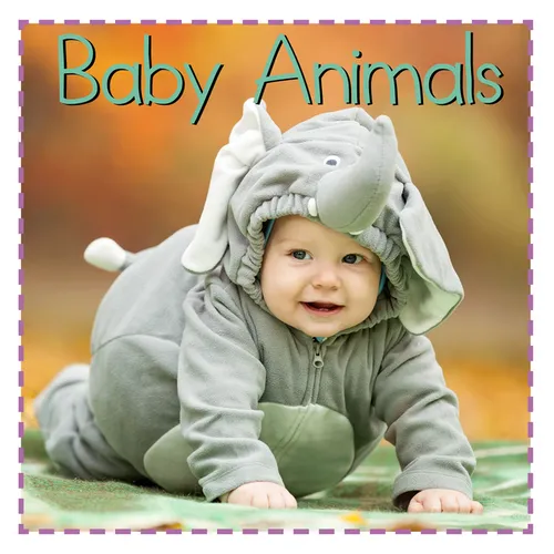 Baby Animals - Board Book