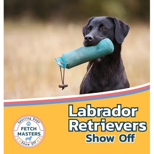 Labrador Retrievers Show Off - Hardcover