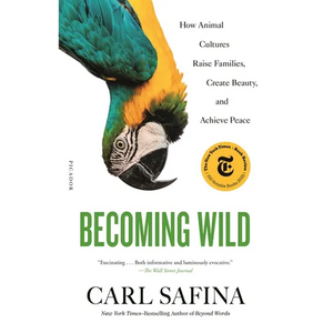 Becoming Wild: How Animal Cultures Raise Families, Create Beauty, and Achieve Peace - Paperback