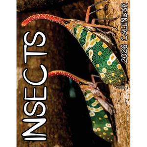 Insects 2026 Calendar - Paperback