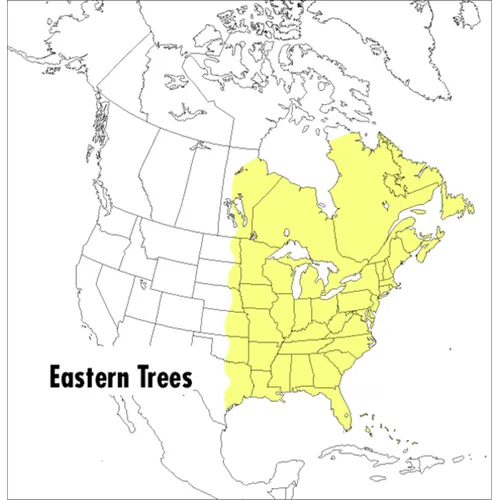 A Peterson Field Guide to Eastern Trees: Eastern United States and Canada, Including the Midwest - Paperback
