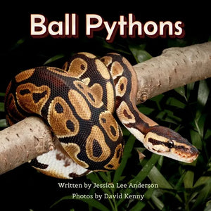 Ball Pythons - Paperback